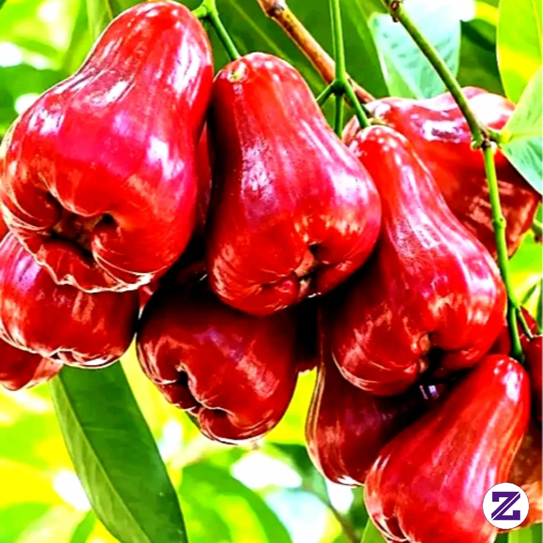Buah Jambu Citra Hayo Siapa Yg Suka Cung😍🙏