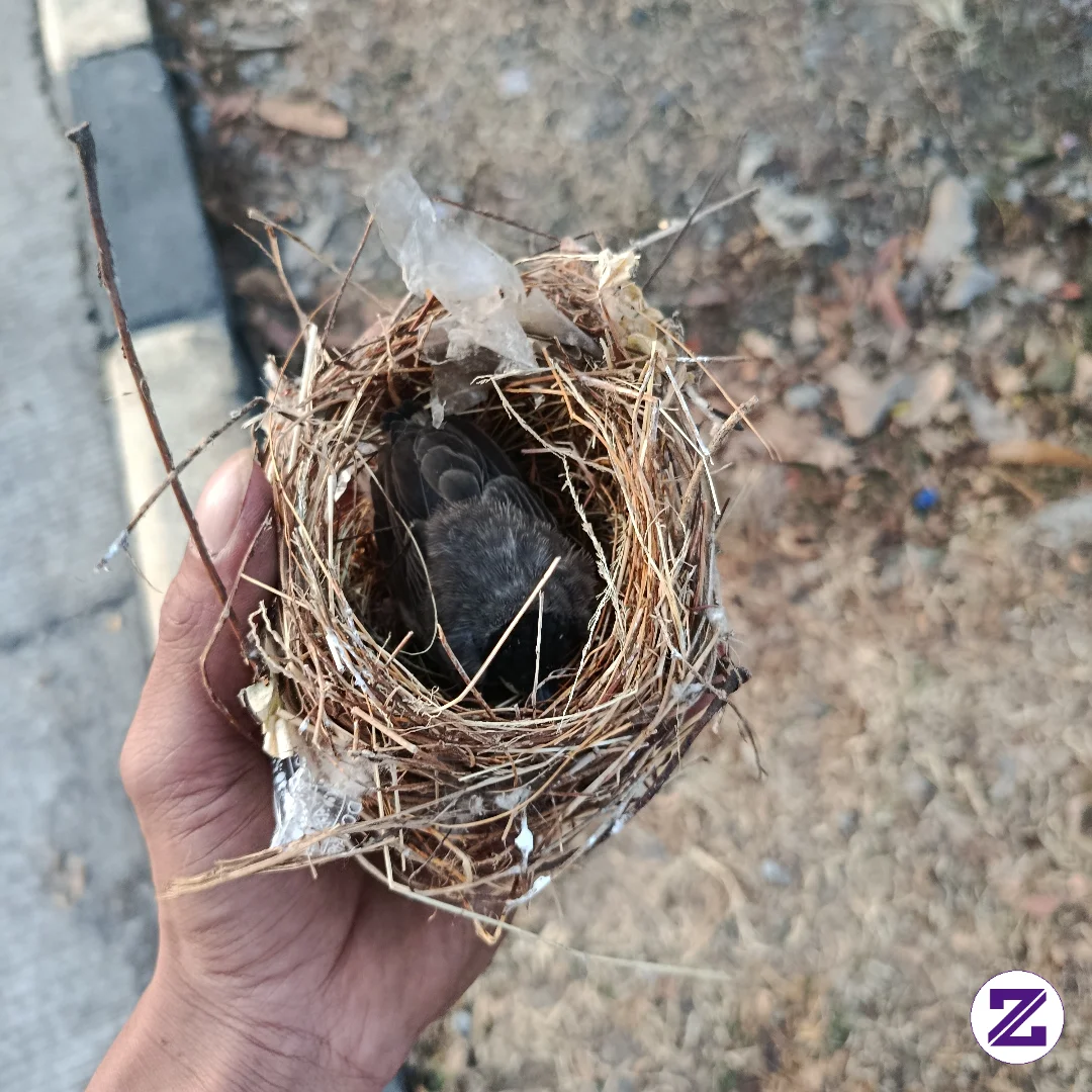 Liat Pohon Di Pinggir Jalan Tak Sengaja