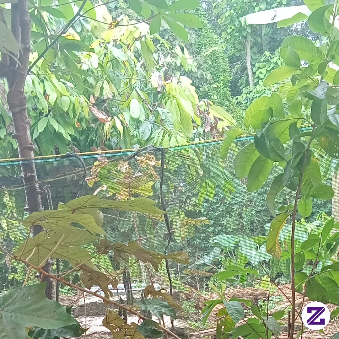Dikebun Belakang