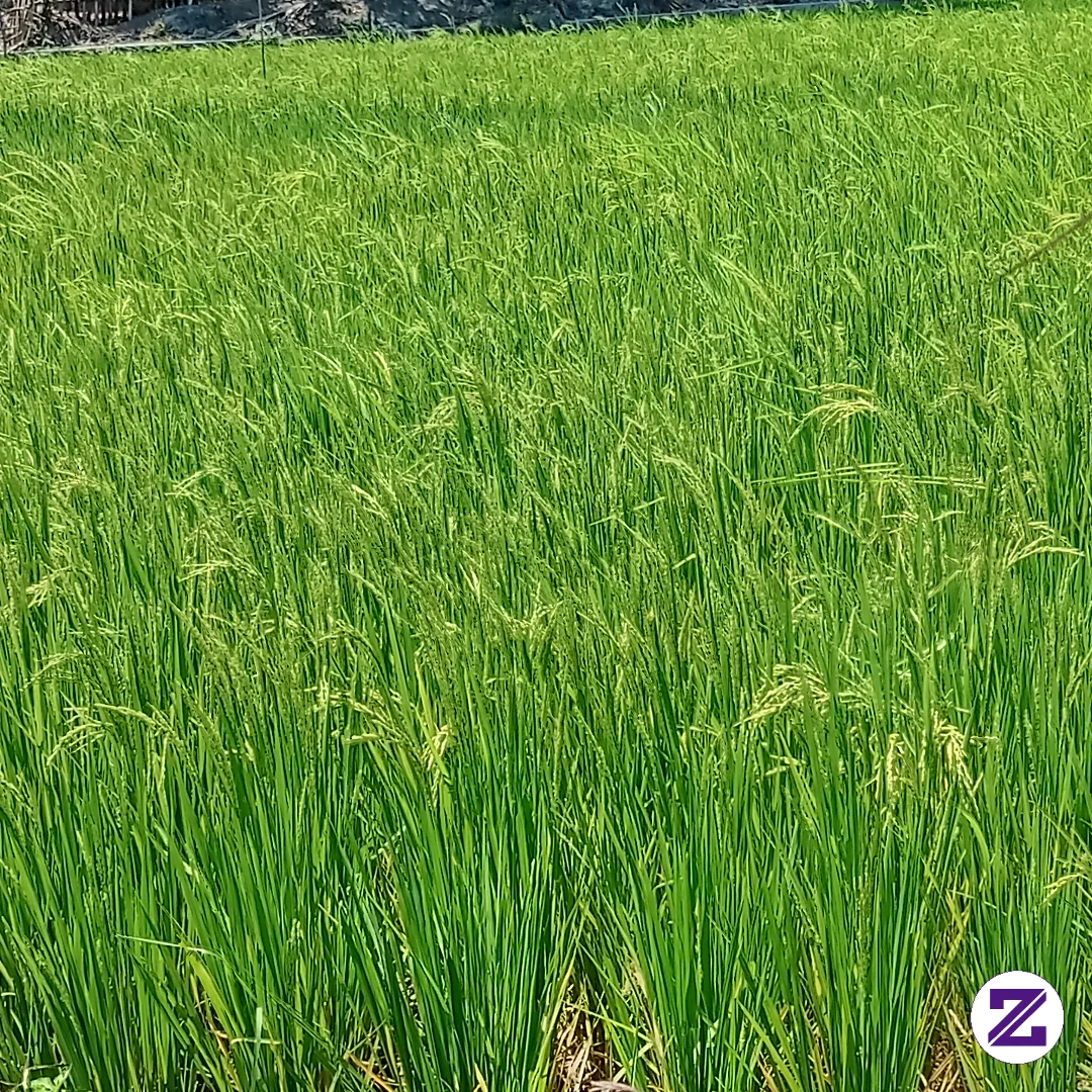 Panasnya Luar Biasa,,,
