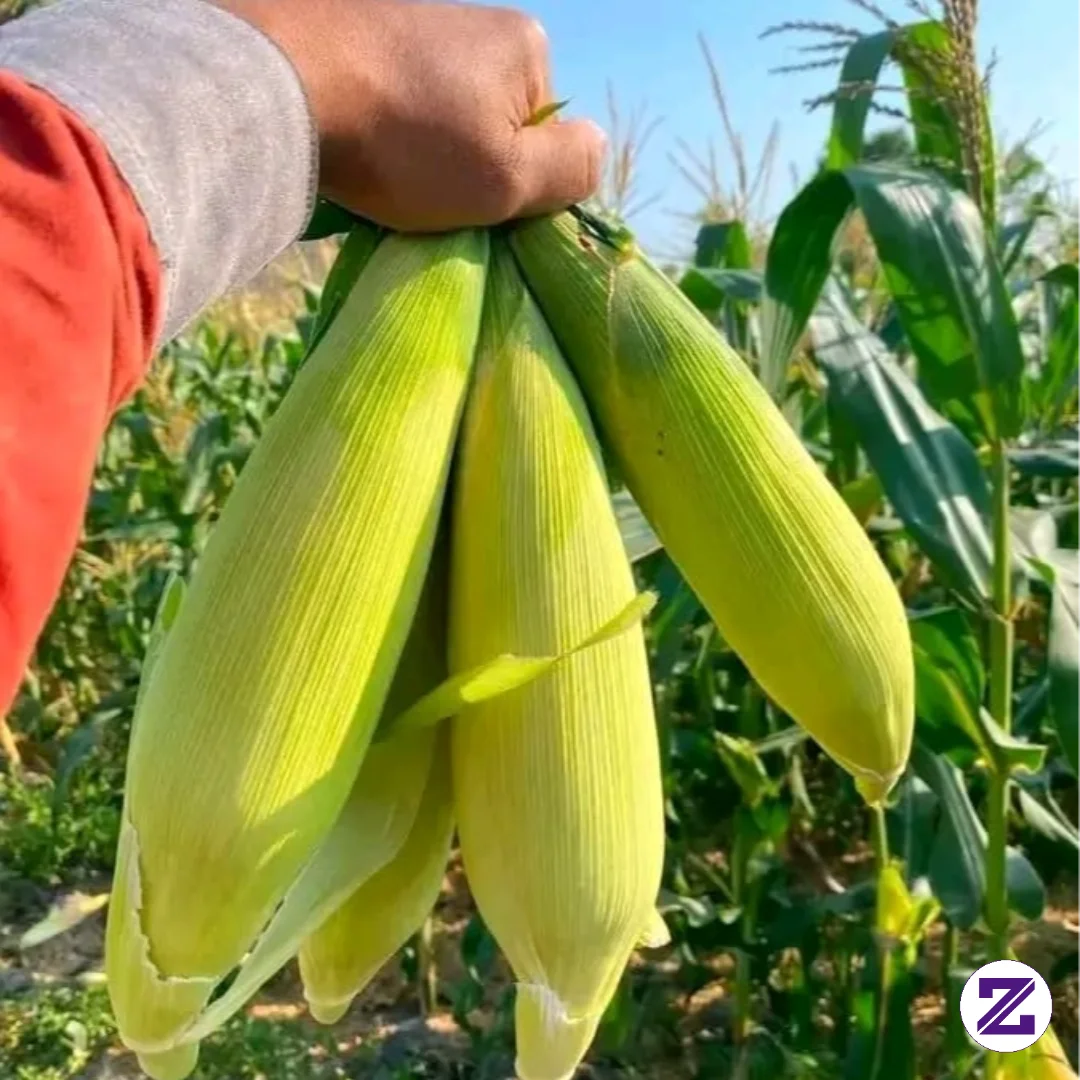 Jagung Manisssssssss