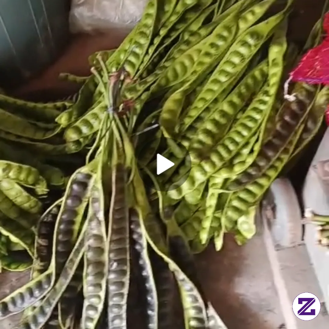 Manfaat Nyo Melebihi Dari Bau Nyo Kecik Kecik Cabe Rawet Tapi Ini Bukna Cabe