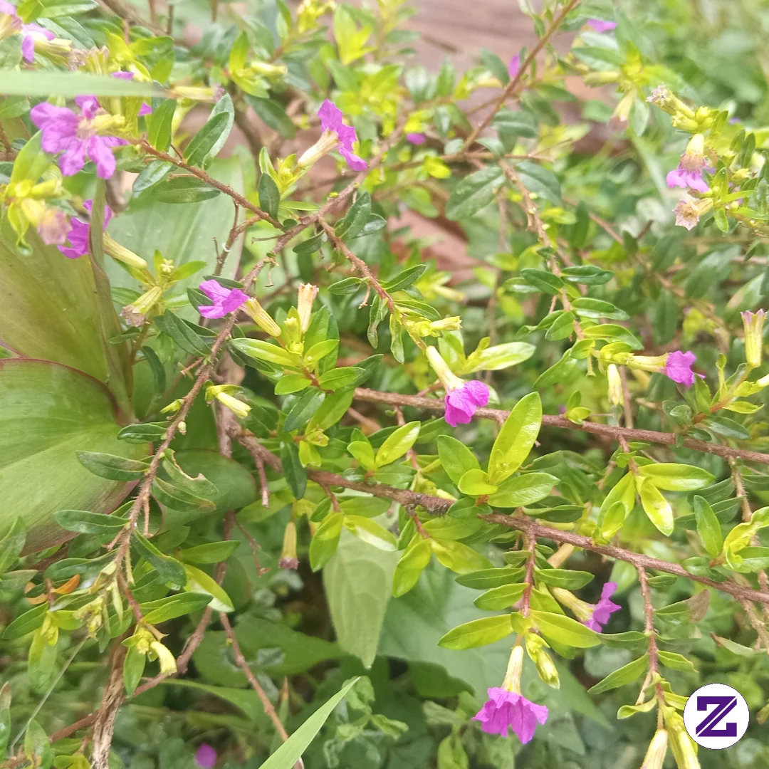 Beautiful Purple Flowers Blooming Among Green Leaves In A Tropical Garden