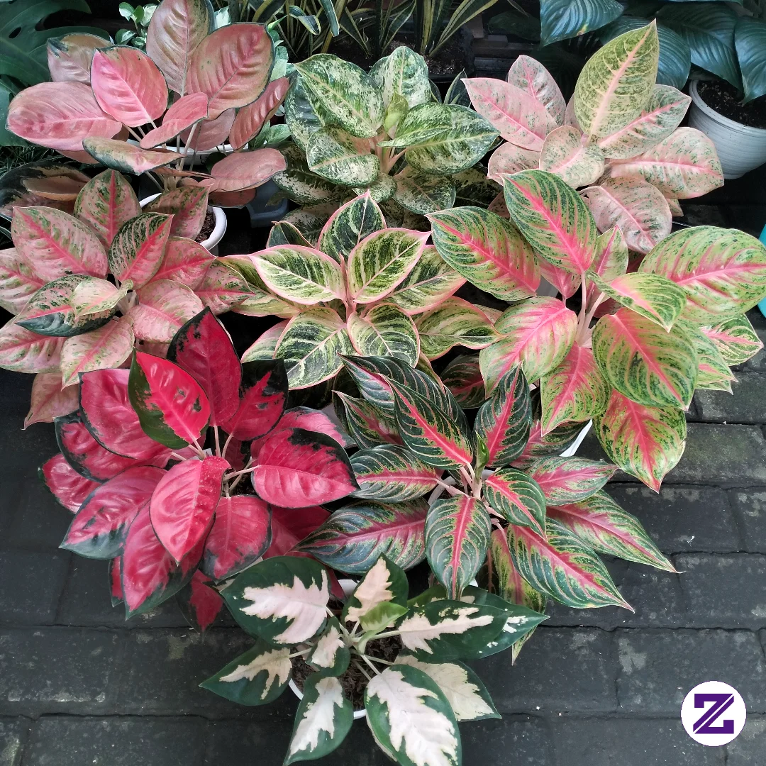 The Secret To My Lush And Beautiful Aglaonema ✨