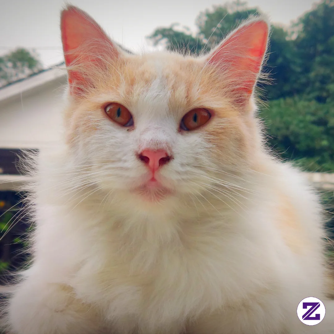 Ada Yang Minat Adopsi??? Si Bule