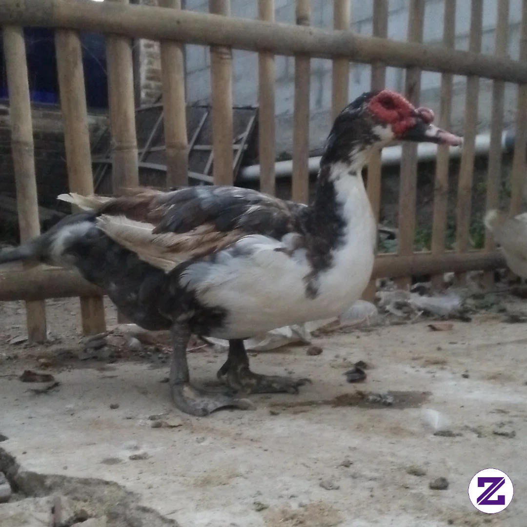 Entok (atau Sering Disebut Mentok, Itik Manila, Dan Itik Serati) Adalah Jenis