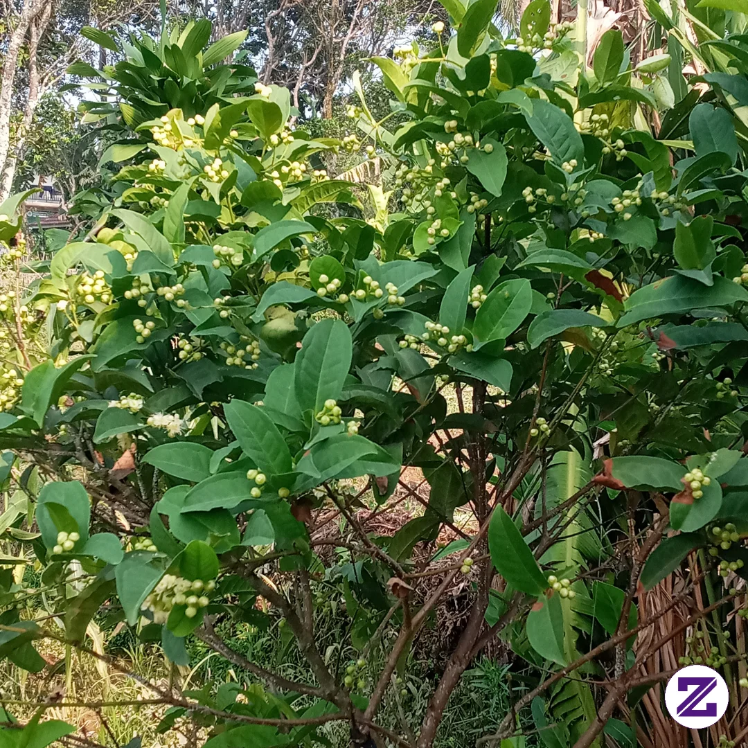 Semoga Berbuah Lebat....di Daerah Kalian Pohon Apa Ini???