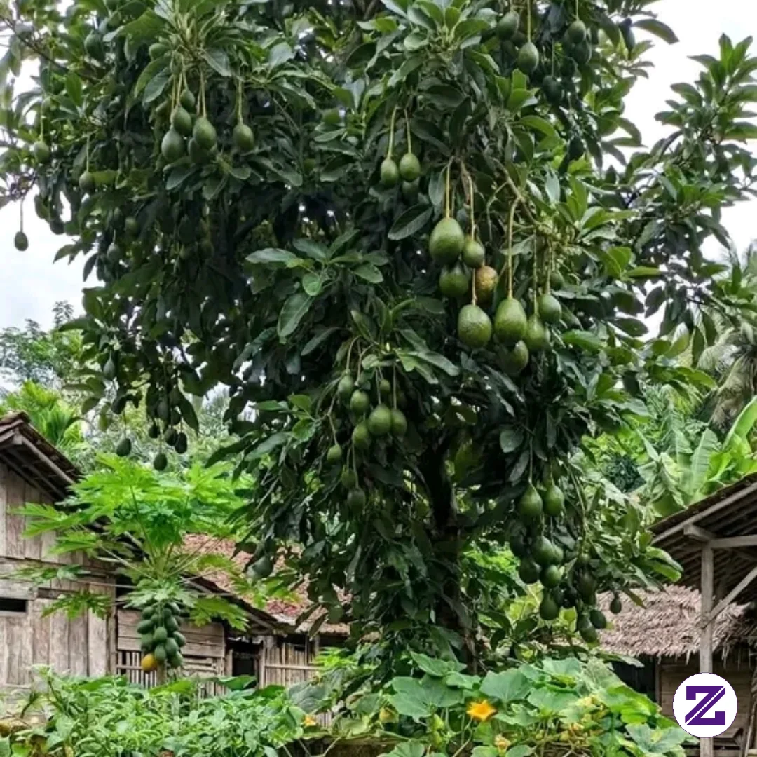 Tenanglah...