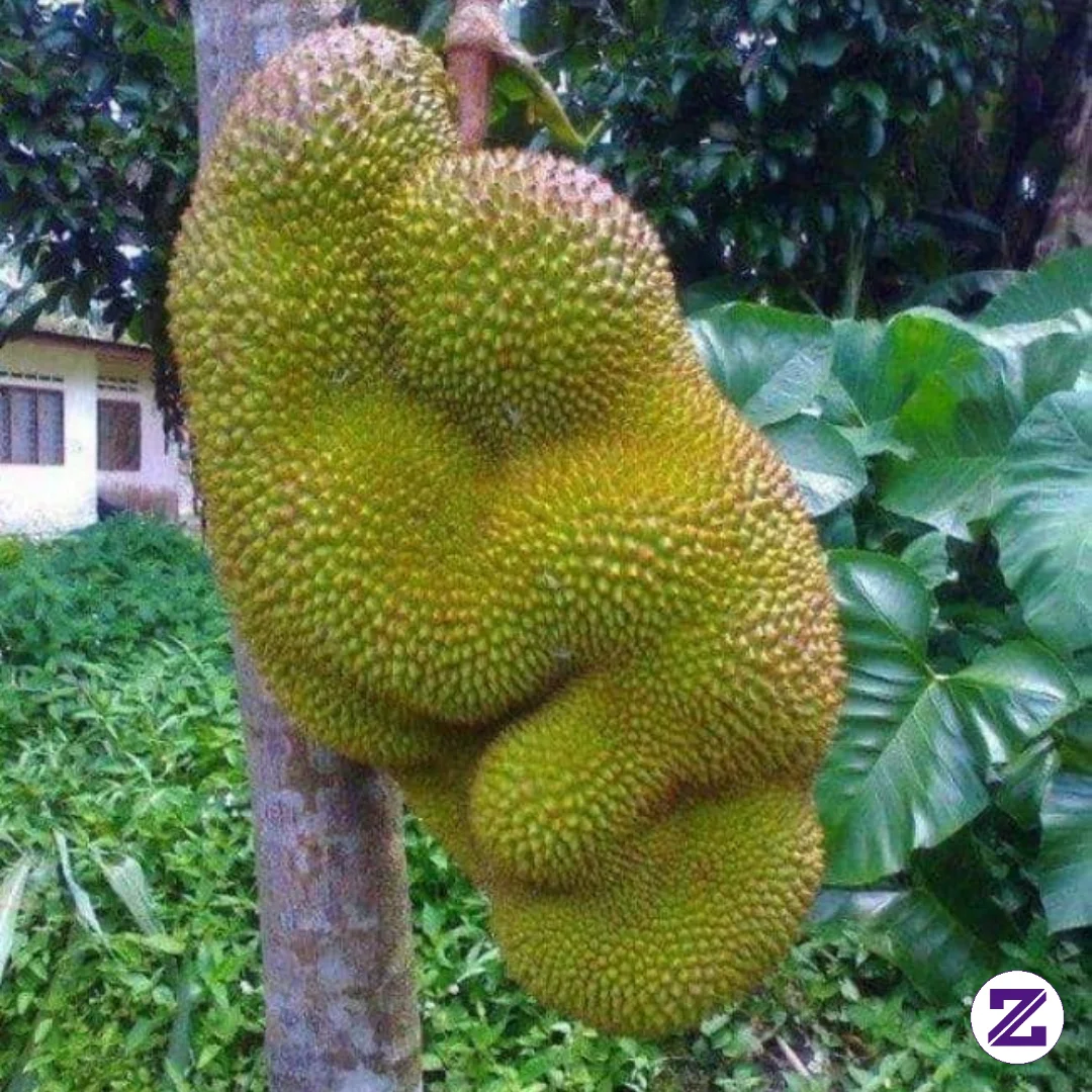Unik SEkali Bentuk Buah Nangka Ini
