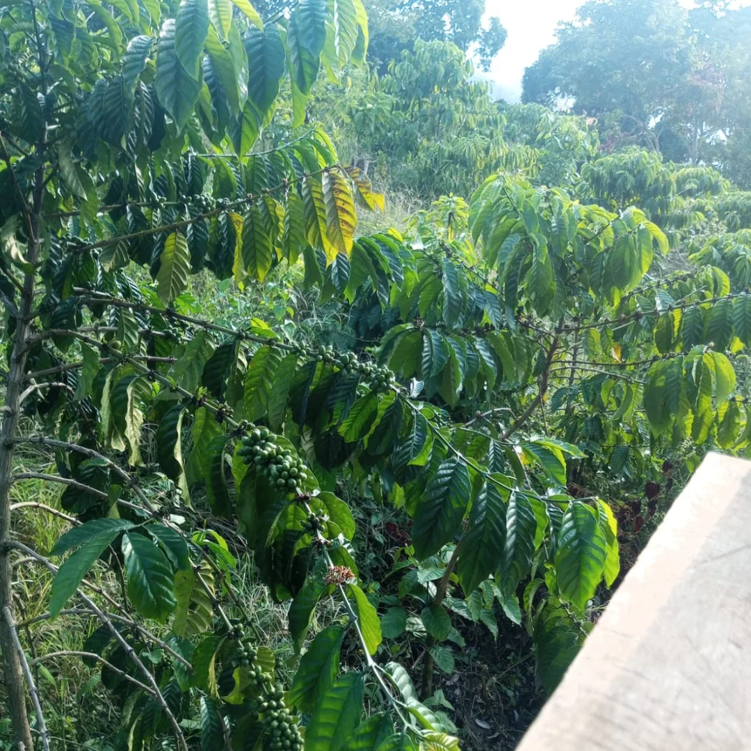 Perkebunan Kopi Di Musim Kemarau