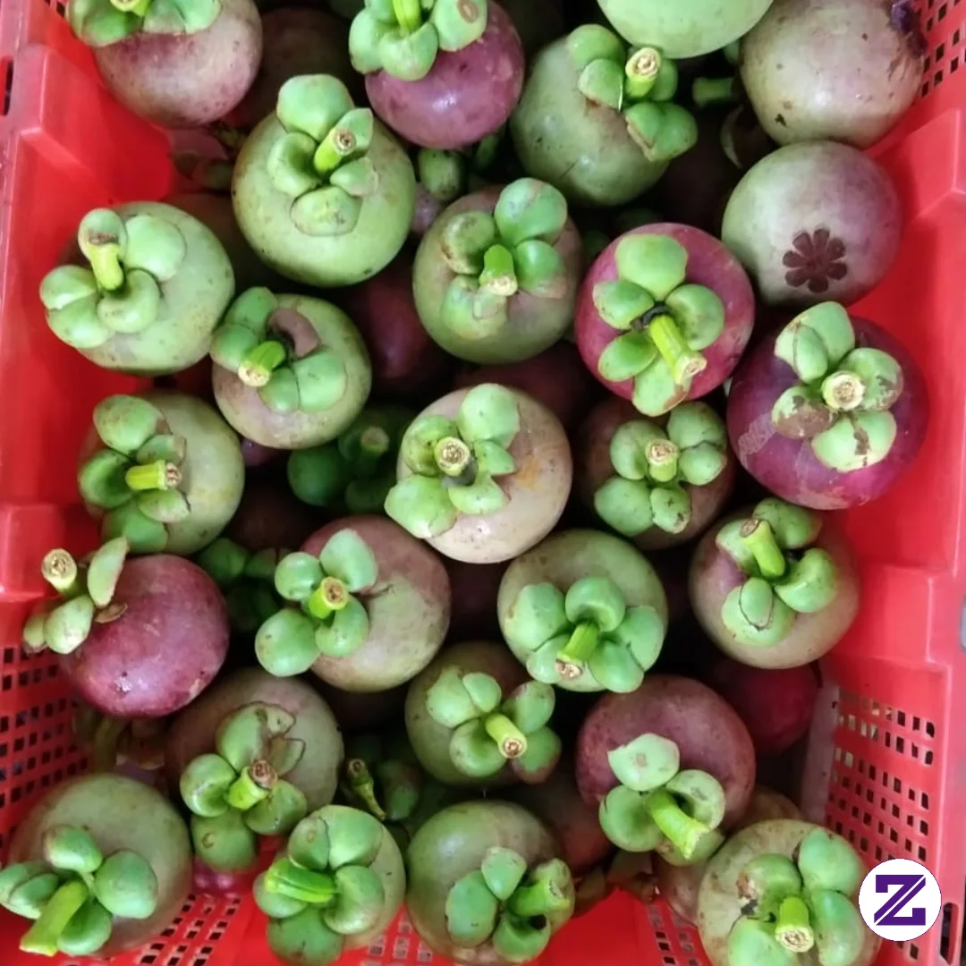 Buah Buah Apa Yang Gak Bisa Bohong..? Manggis Betul