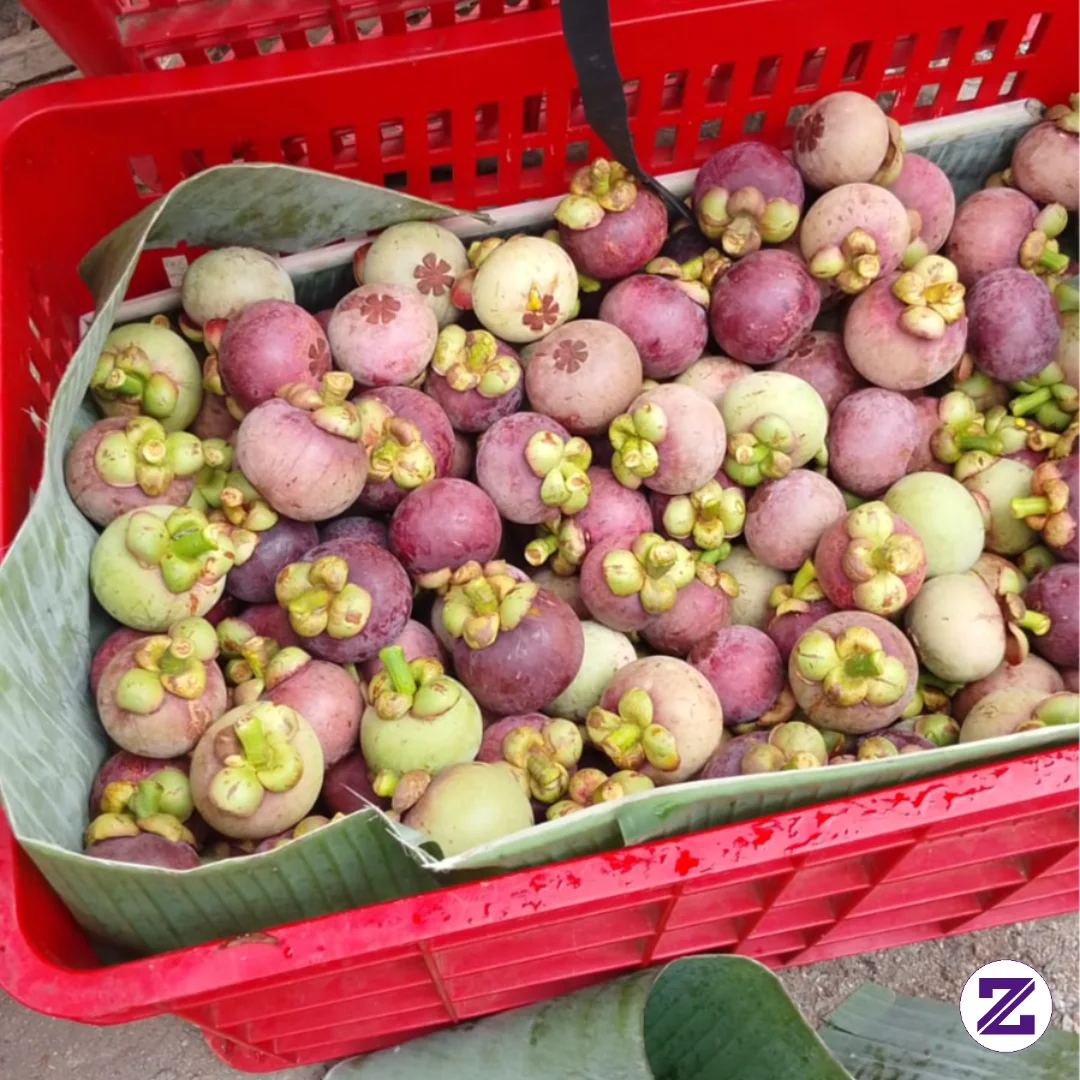 Di Tempat Kalian Ada Yang Sudah Berbuah Gak Buah Manggis Nya