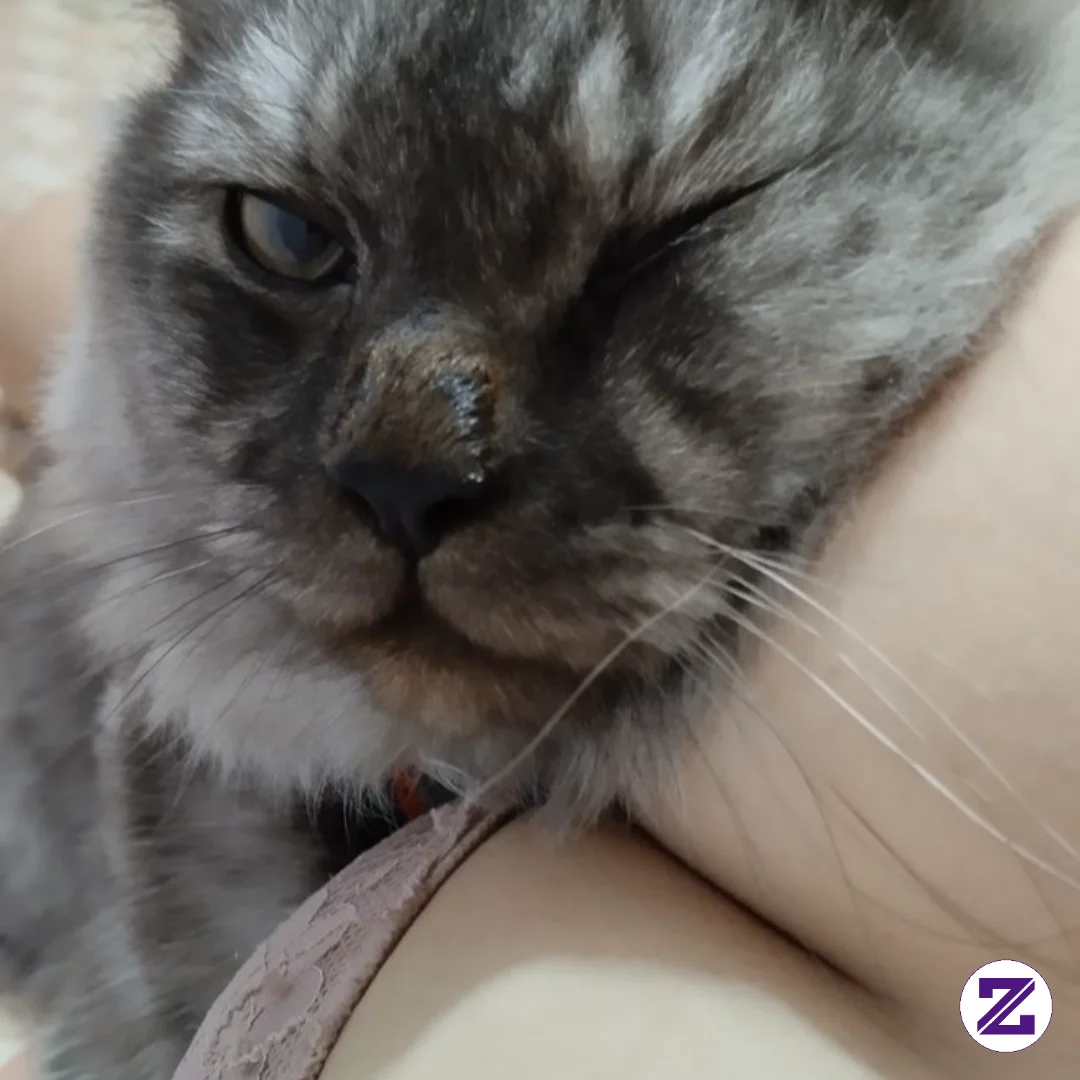 Gemes Kan Kucing Aku, Ada Yang Mau Adopsi Gak Hehe