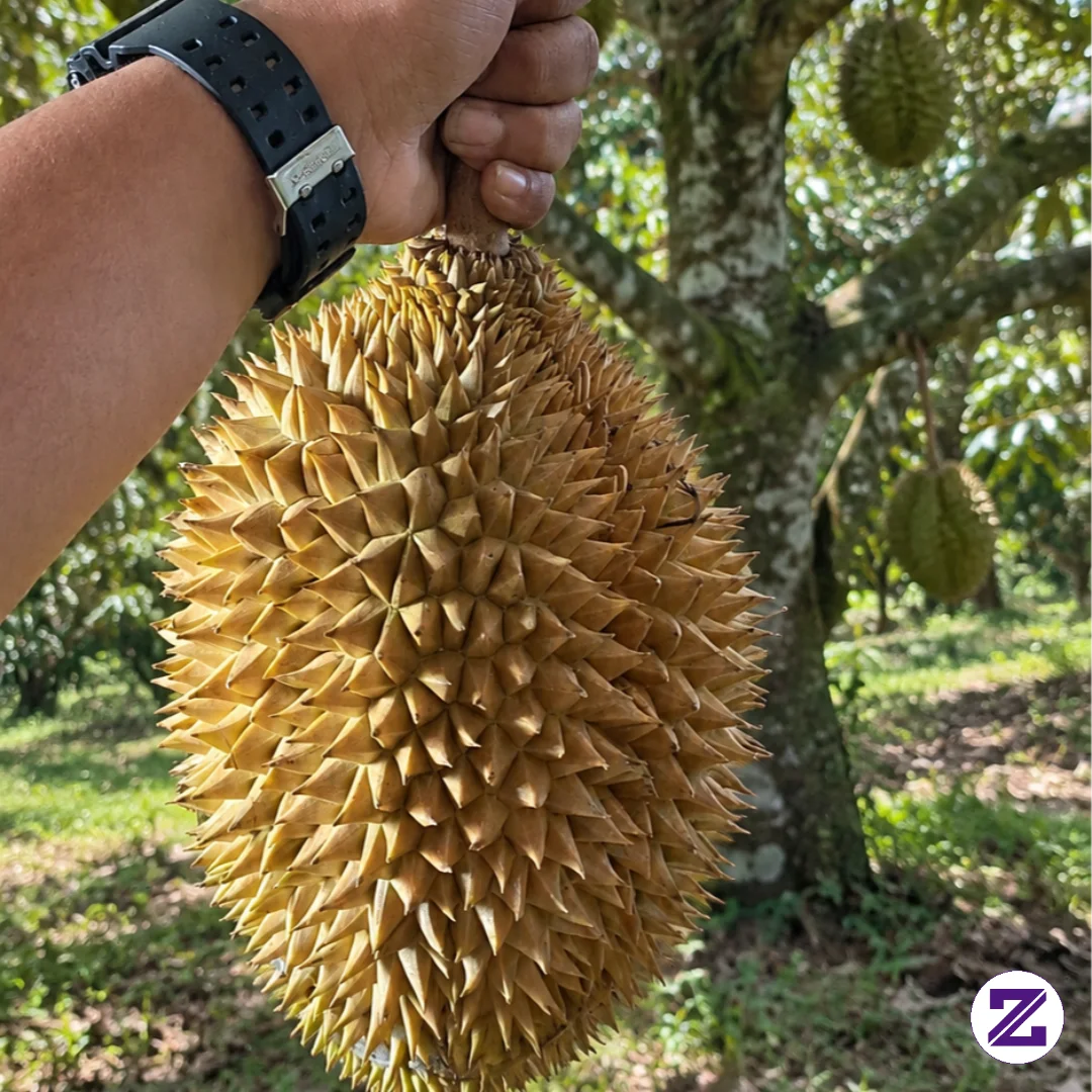 DURIAN MONTONG