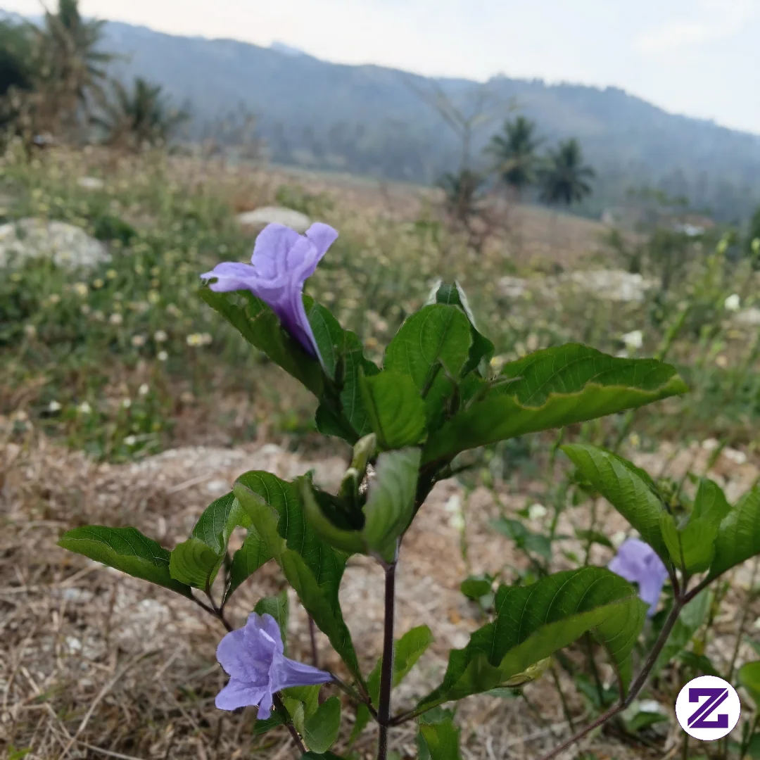 Cantik,salah Satu Bunga Yang Bertahan Di Musim Kemarau