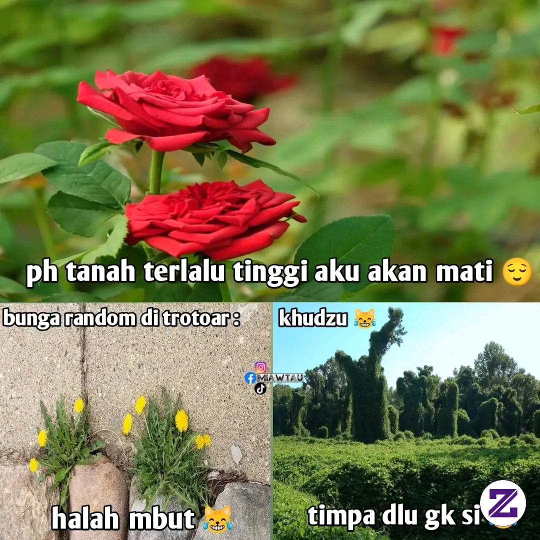 Adu Ketahanan 😹