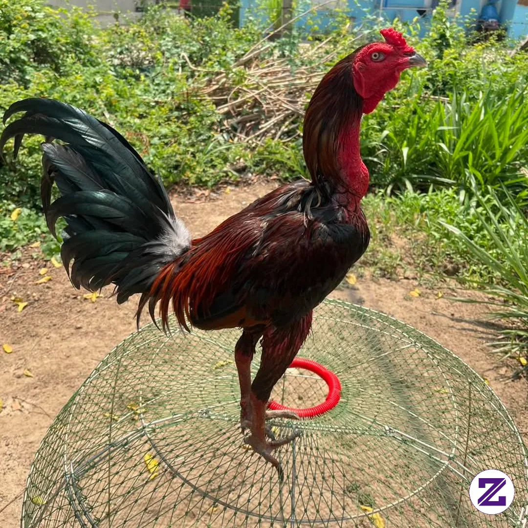 Ayam Pamangon