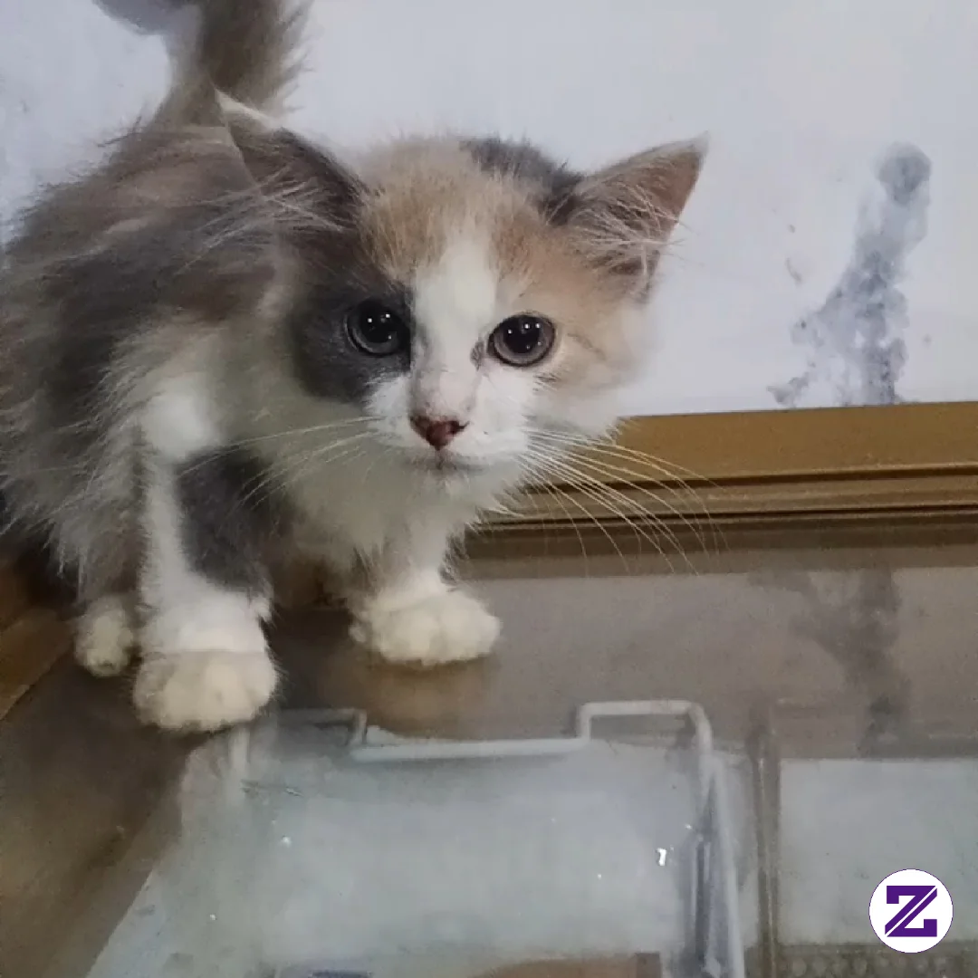 Selamat Pagi.. Aku Sudah Bangun Kalian Sudah Ada Yang Bangun Belum 😹
