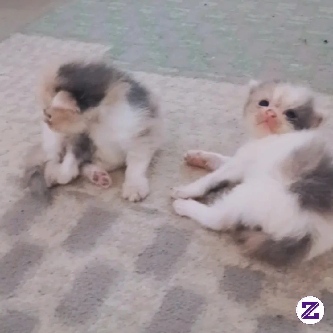 Selamat Pagi.. Jangan Lupa Follow Meow Family Yaa, Mari Kita Saling Menyapa Dan