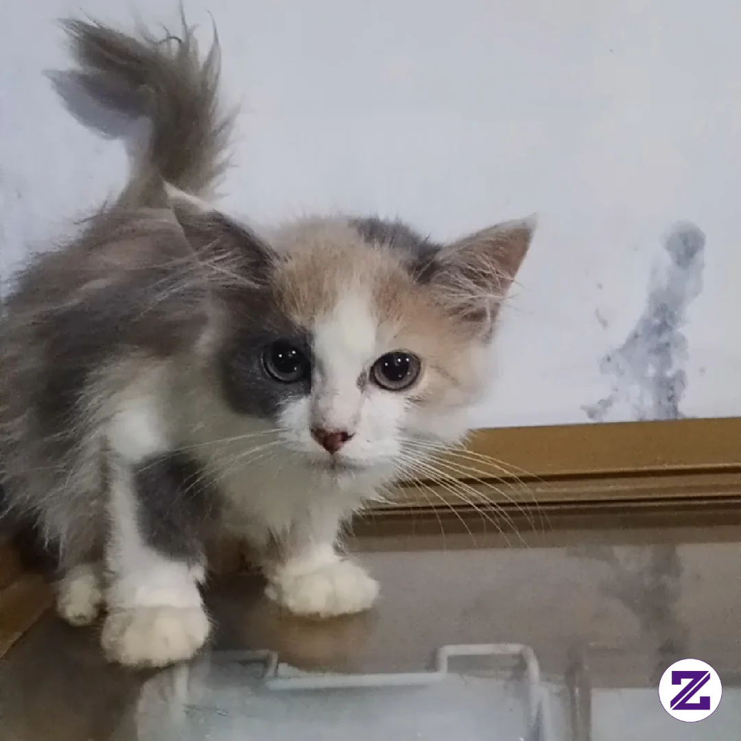 Kucing Beraksi 😹🐾