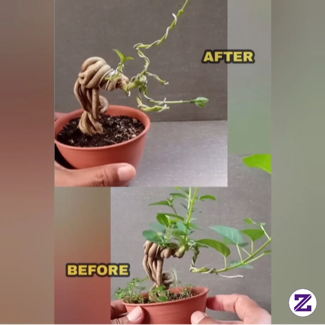 BEFORE-AFTER