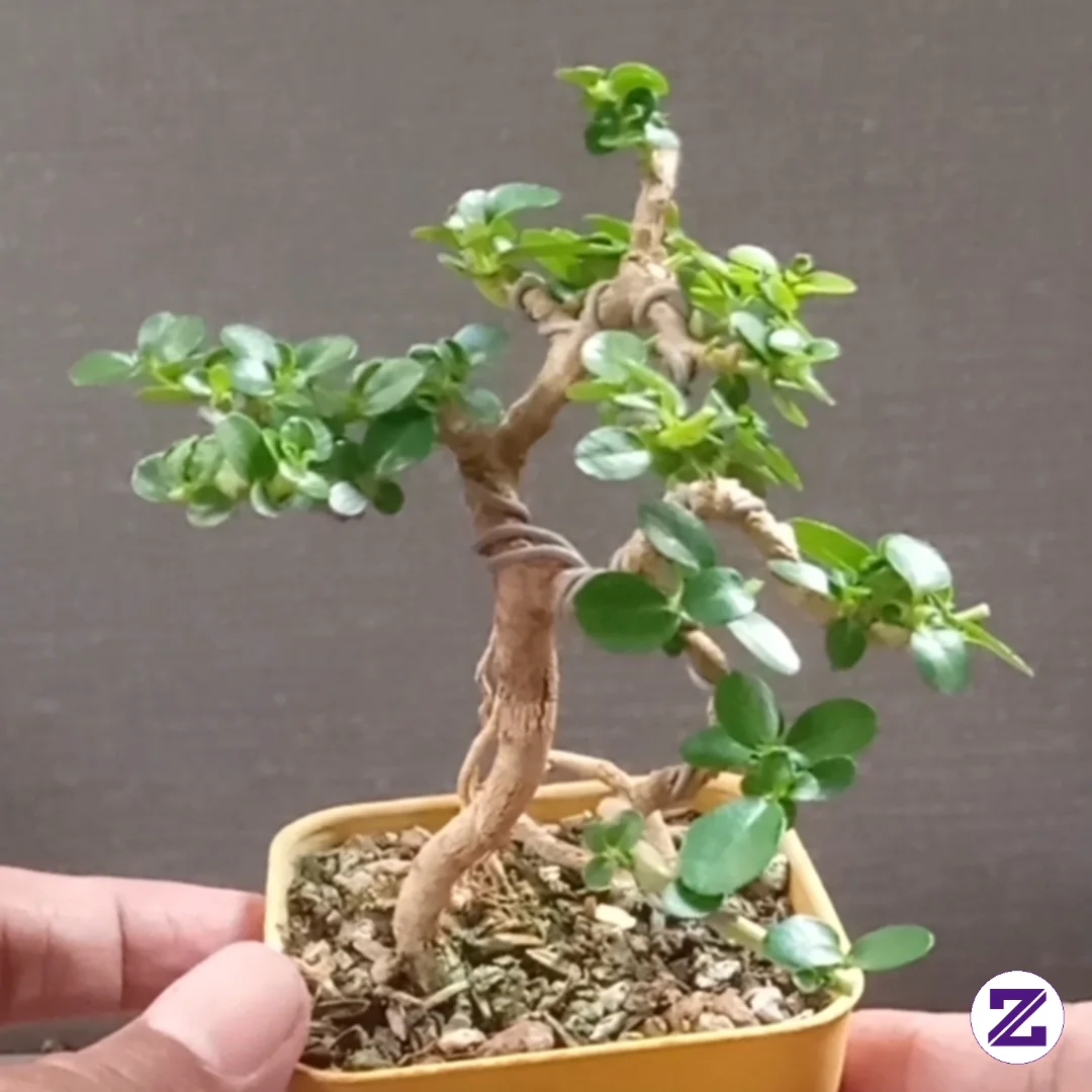 Sancang (Premna Microphylla)
