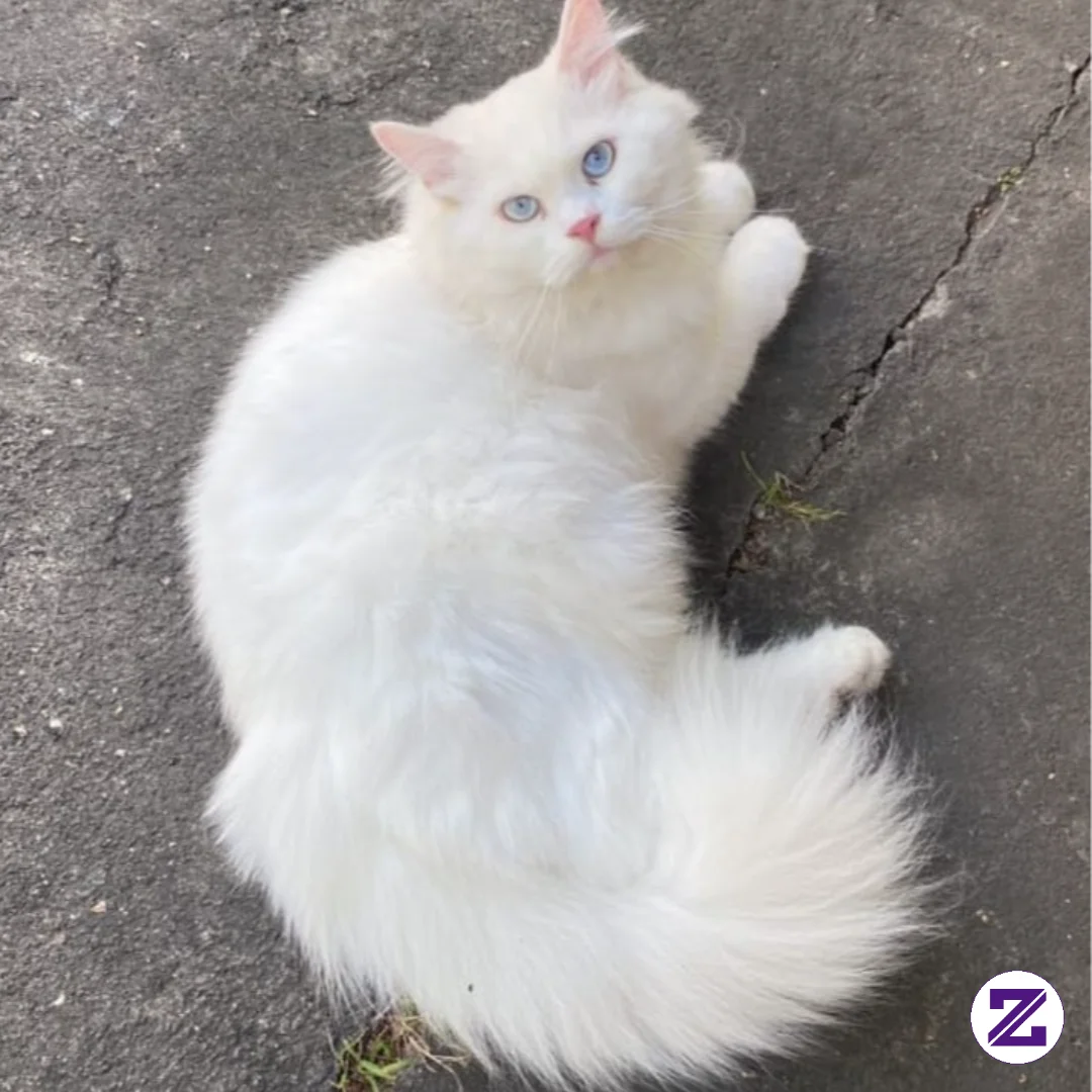 Chiko, Kucing Putih Mata Biru Ku Yang Jadi Obat Sepi Di Rumah Desa