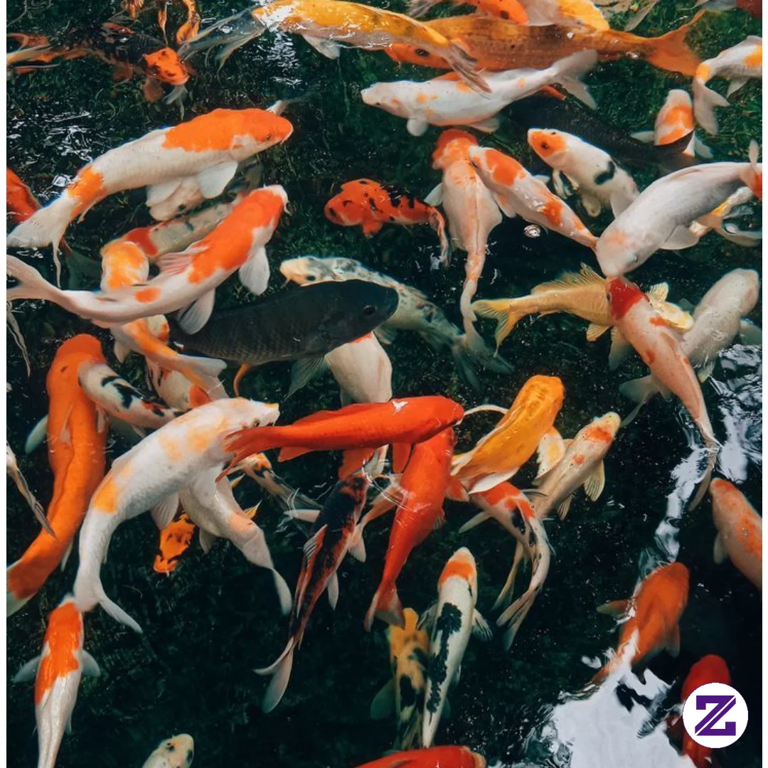 Rezeki Pada Ngumpul Kayak Ikan Koi