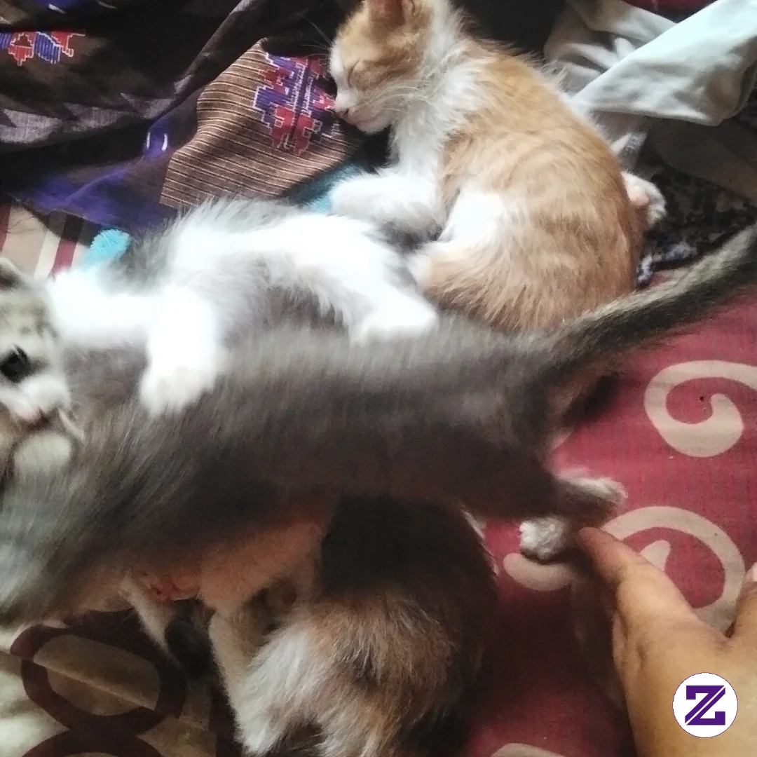 Anak Kucing Campuran