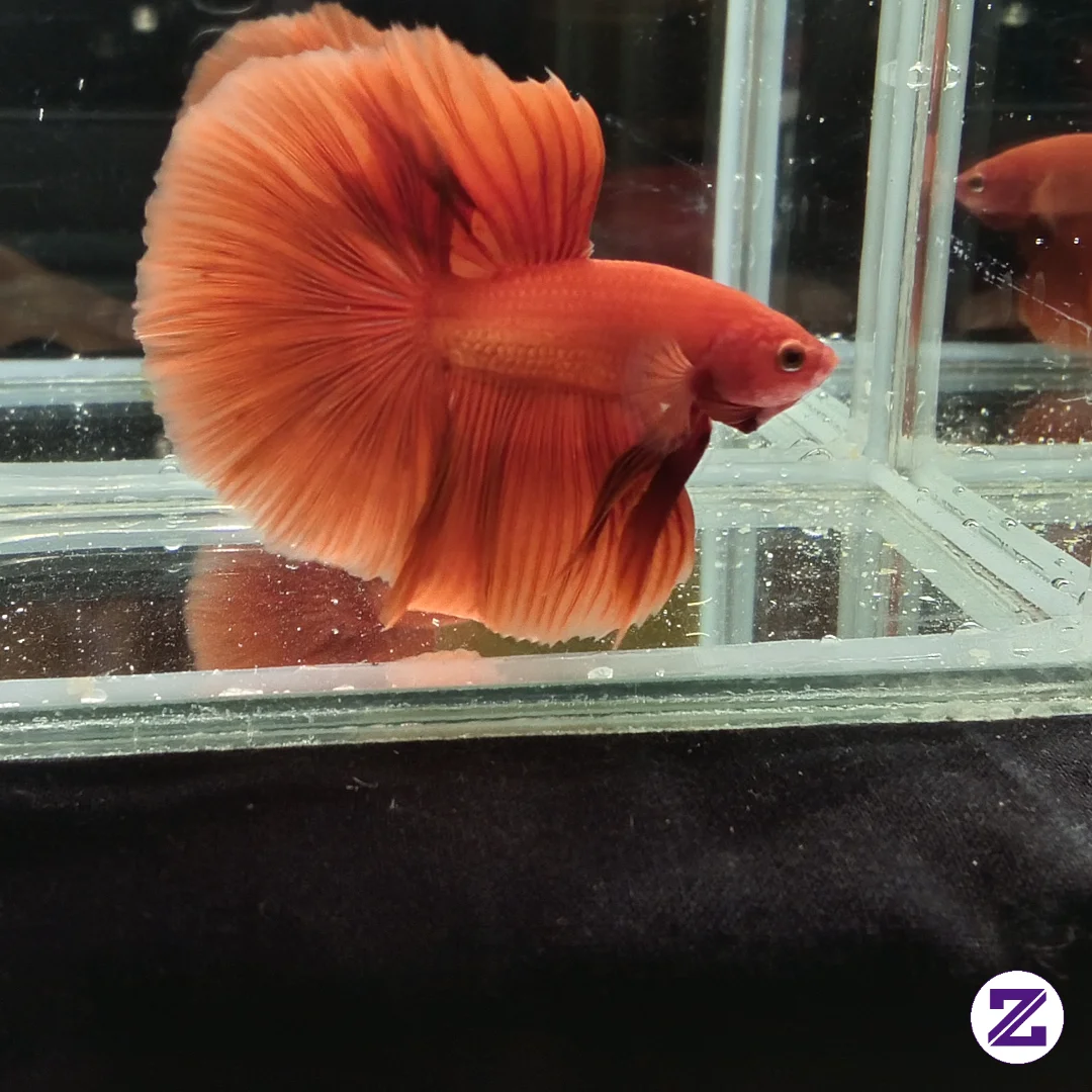 Gambar Ikan Cupang OHM SuperRed,Hewan Peliharaan kategori Hewan Peliharaan dipublikasikan oleh Dioajipermadi di Zoyalink