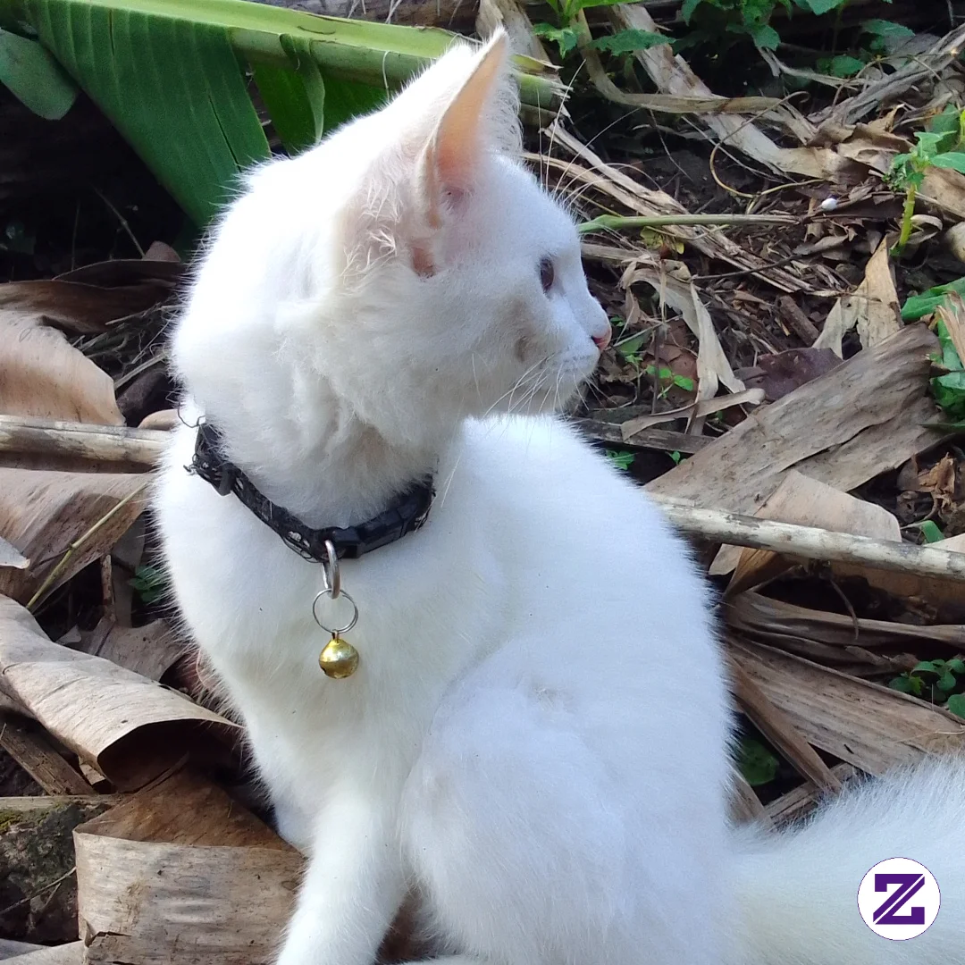 Beautifull White Cat,Soooo Cuteeee!