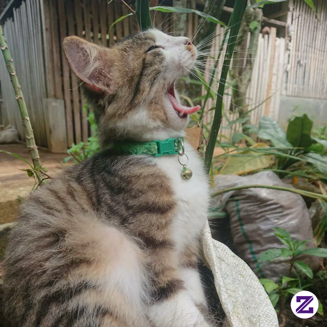 Menguap Setelah Bangun Tidur Yang Nyenyak ,hari Hari Yang Melelahkan Hanya