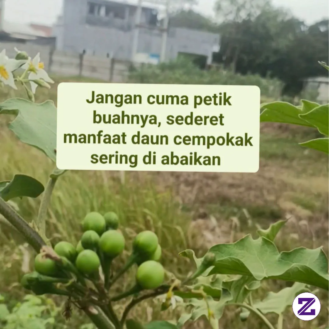 #dauncempokak #rahasiaalami #hidupsehat