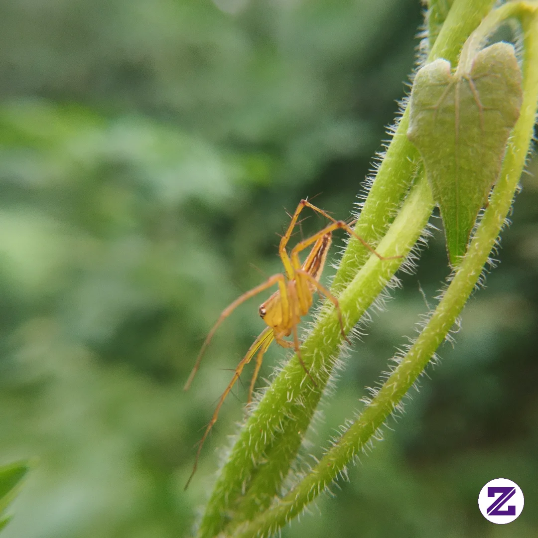 Lynx Spider