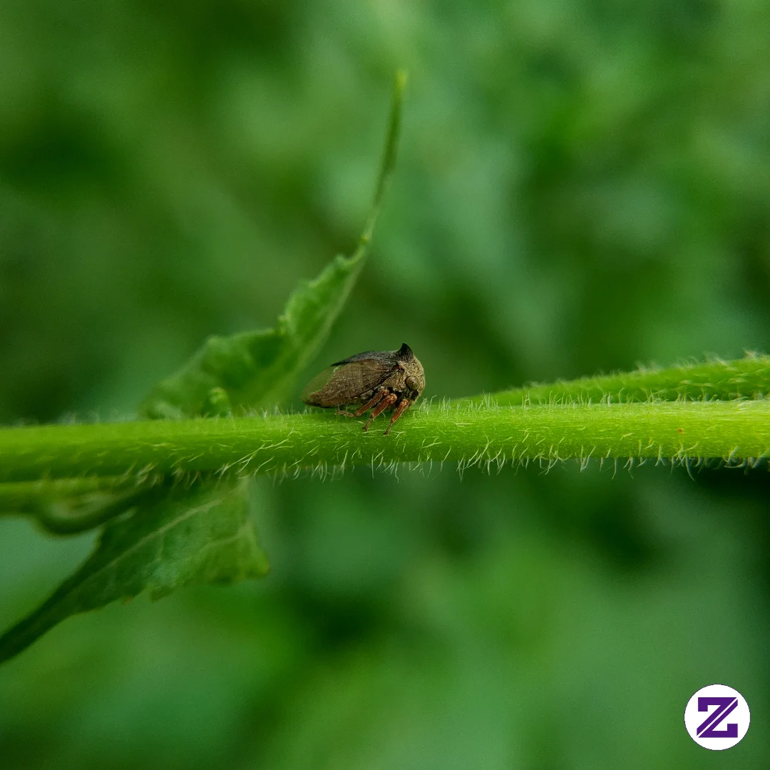 A Horned Treehopper Belonging To The Family Membracidae.