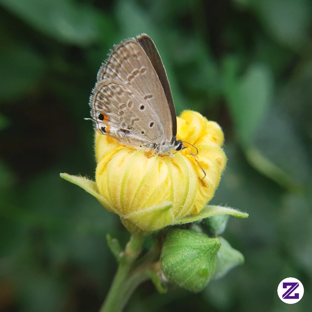 Luthrodes Pandava Is Known As The Plains Cupid Or Cycad Blue.