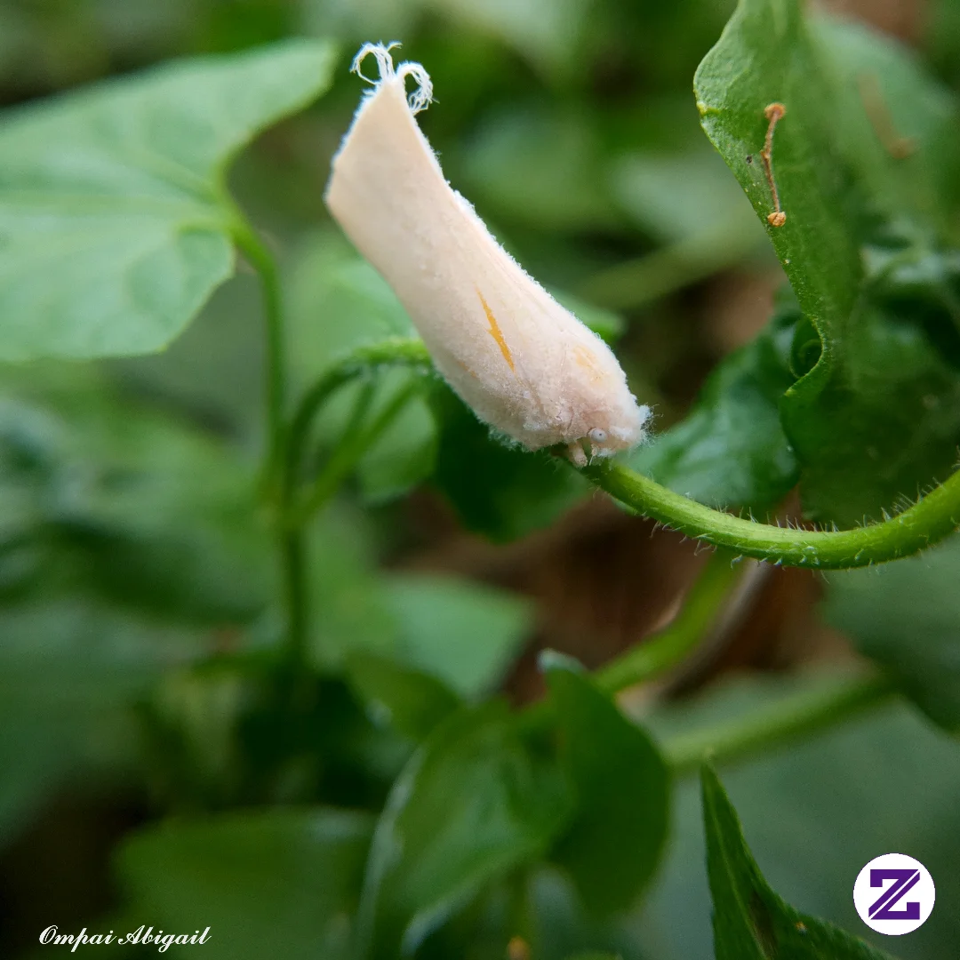 A Wax Planthopper From The Family Flatidae (often Referred To As A White Cicada