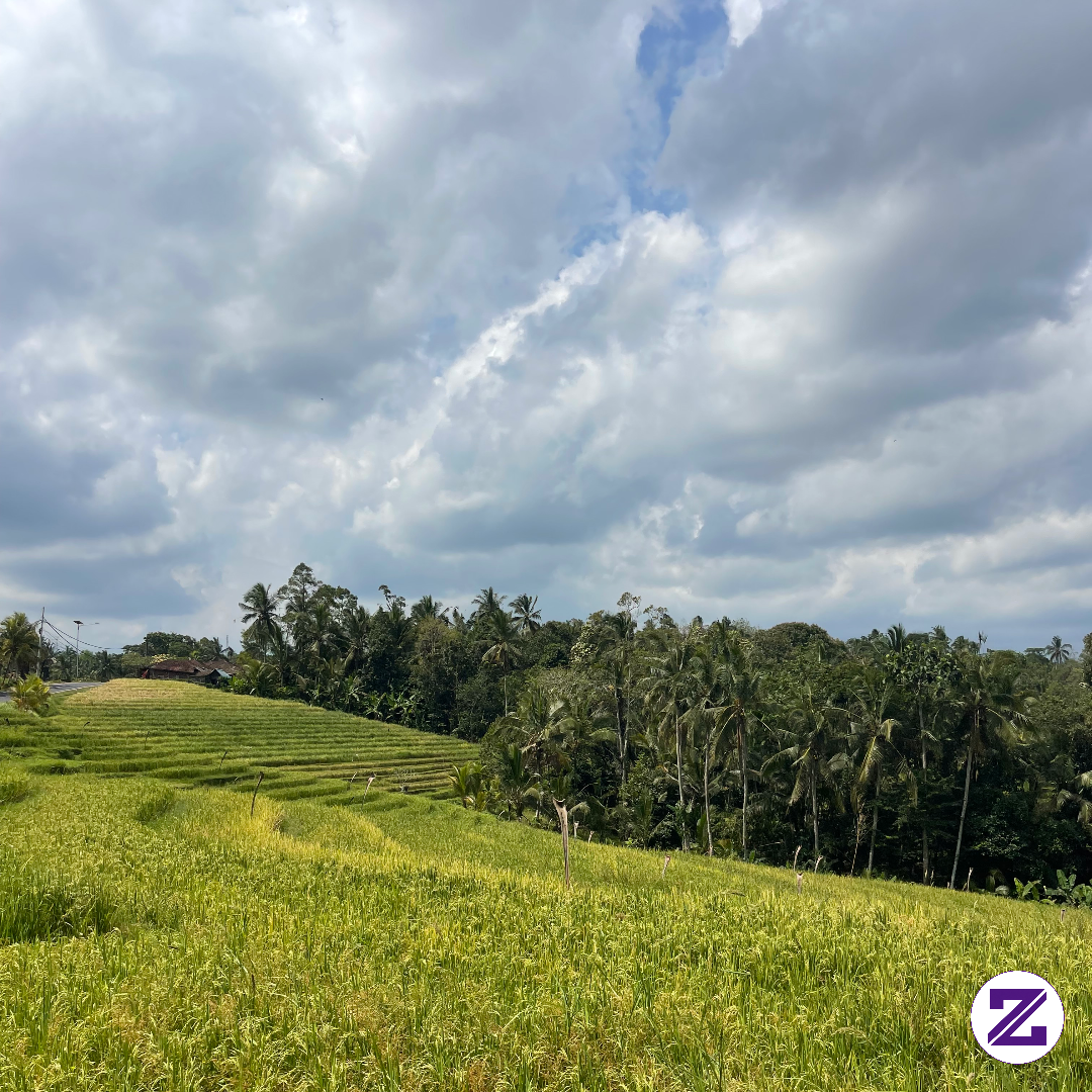 RICE FIELD IN BALI #travel