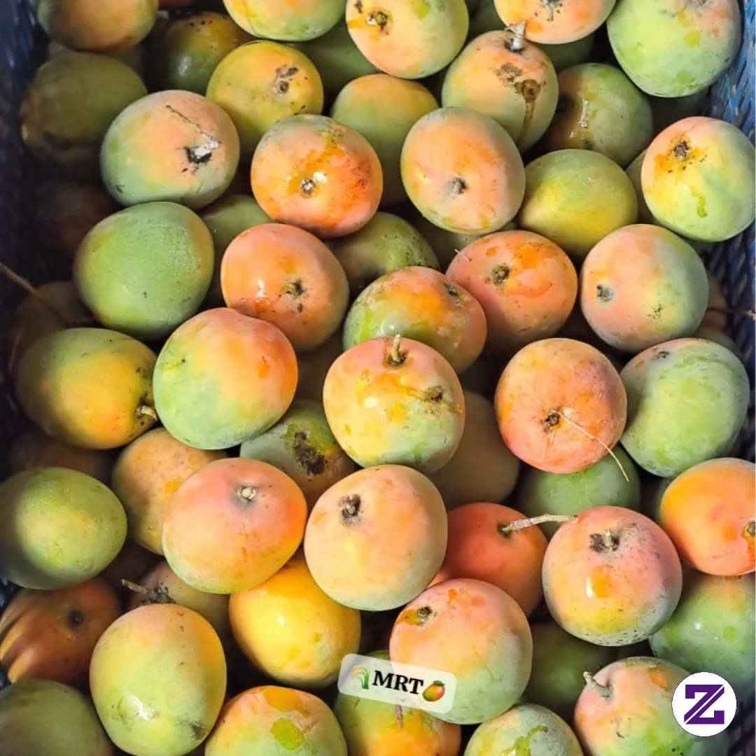 Obral Mangga Nya Khas Indramayu Gedong Gincu