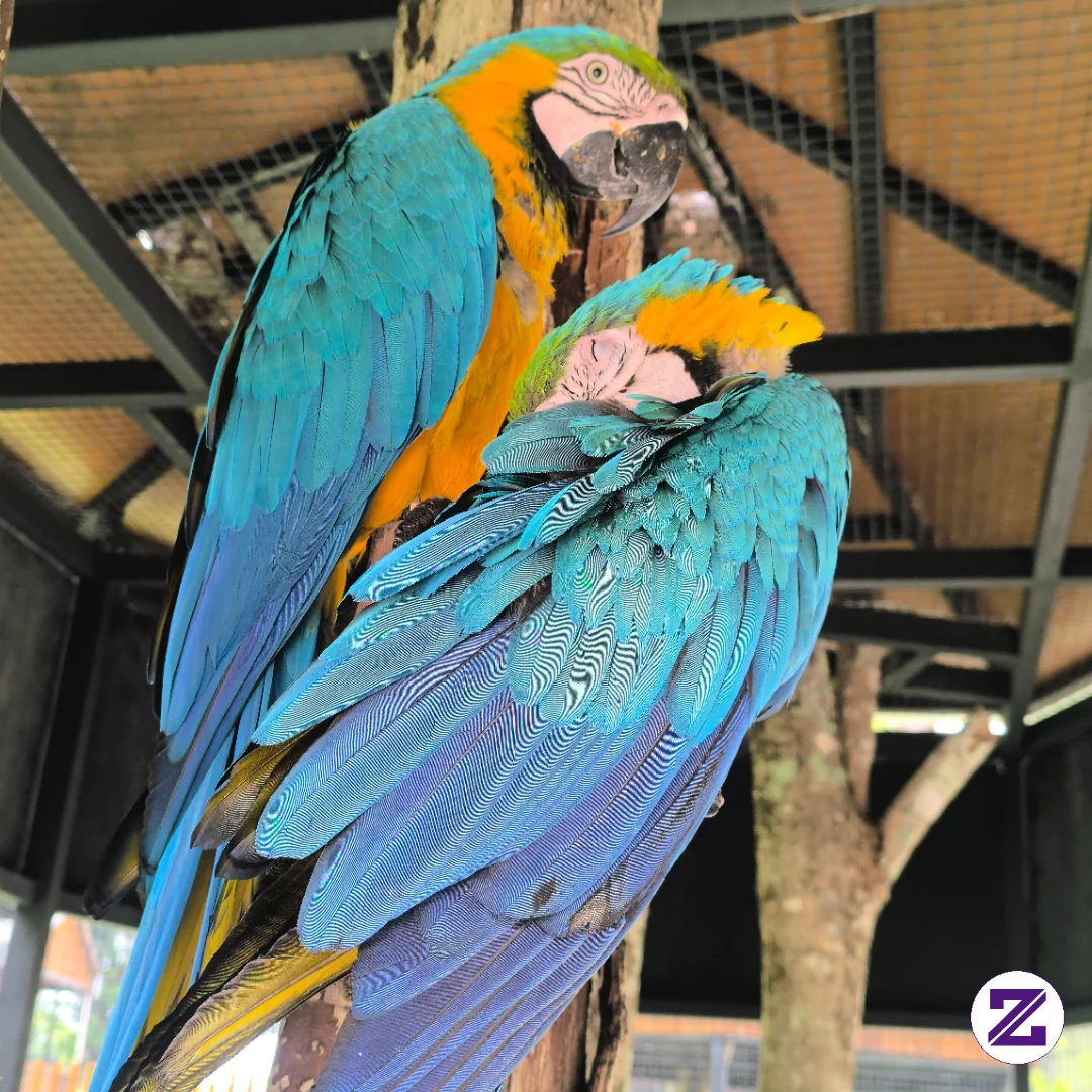 Pasangan Macaw 🦜