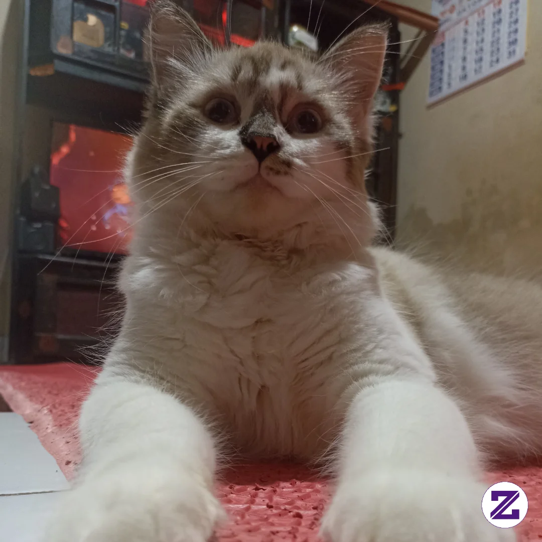 Kenapa Kamu Foto Foto Saya? 😾