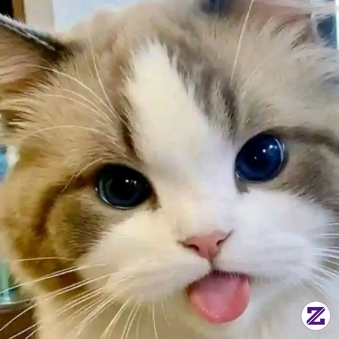 Kucing Lucu