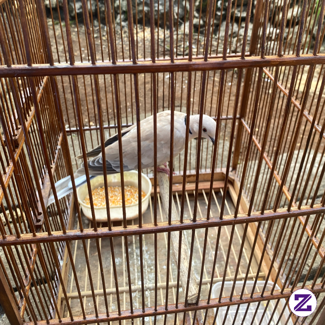 Burung Apa Ini Der?Ada Yg Tau Gak