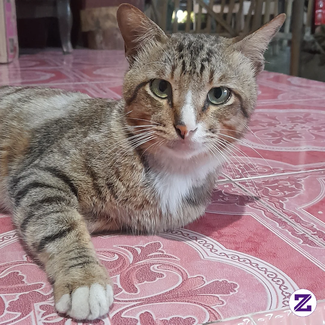 Hallo Perkenalkan Nama Saya Mosang, Si Ganteng Yang Selalu Jadi Primadona.