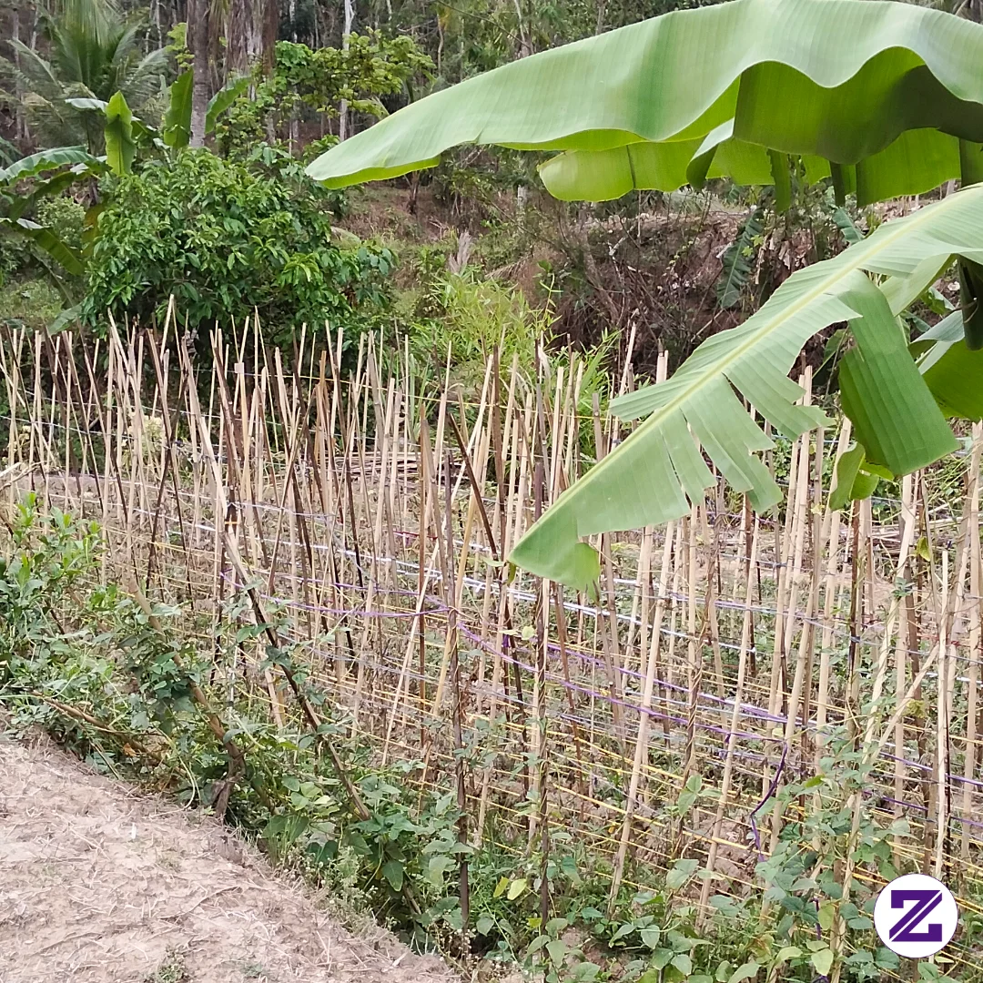 Tanah Sawah Punyaku Pada Kering Tanaman Kacang Panjang Pun Kekeringan Air Adeh