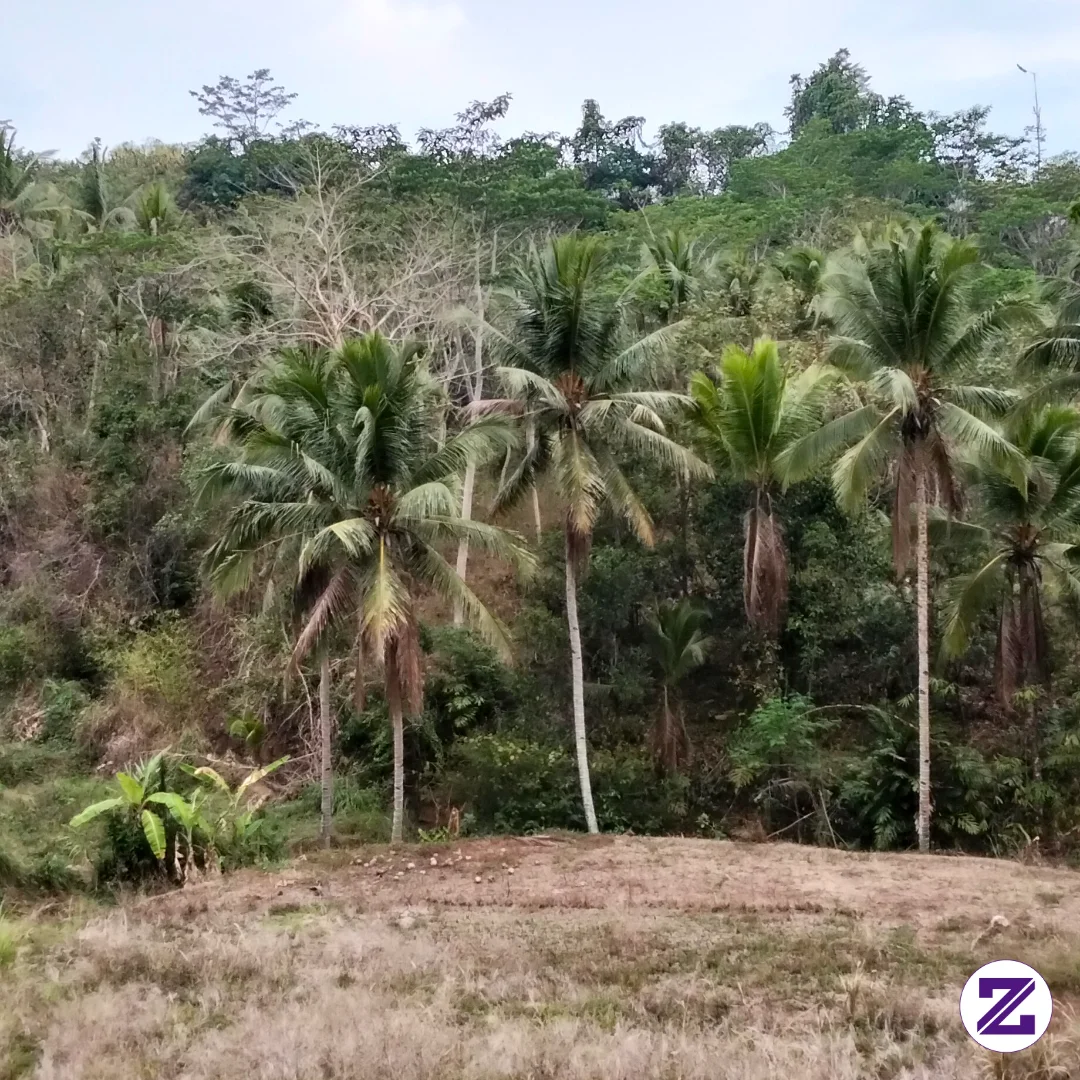 SAWAH PADA KERING