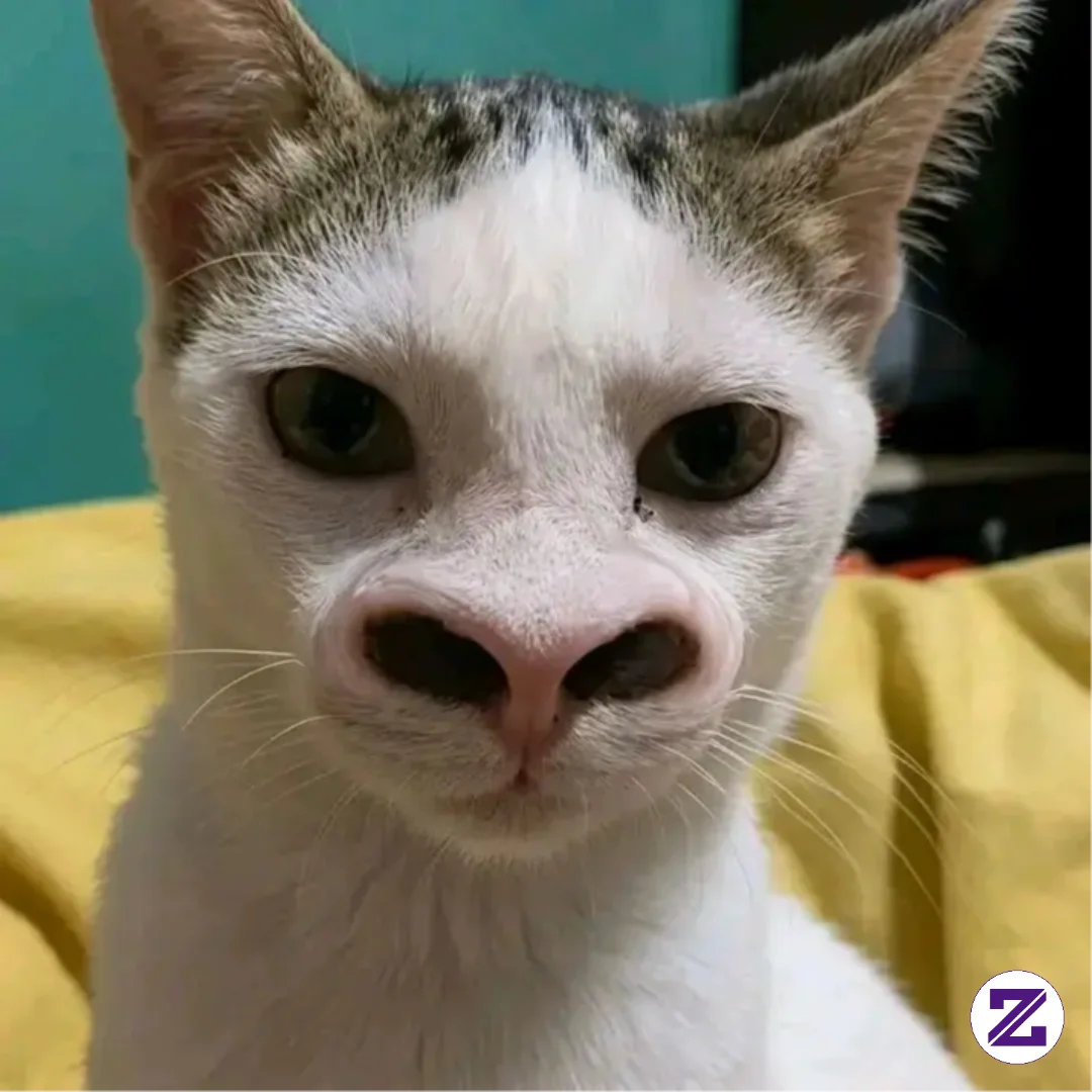 Salam Pengguna Baru😹 #cat #kucing