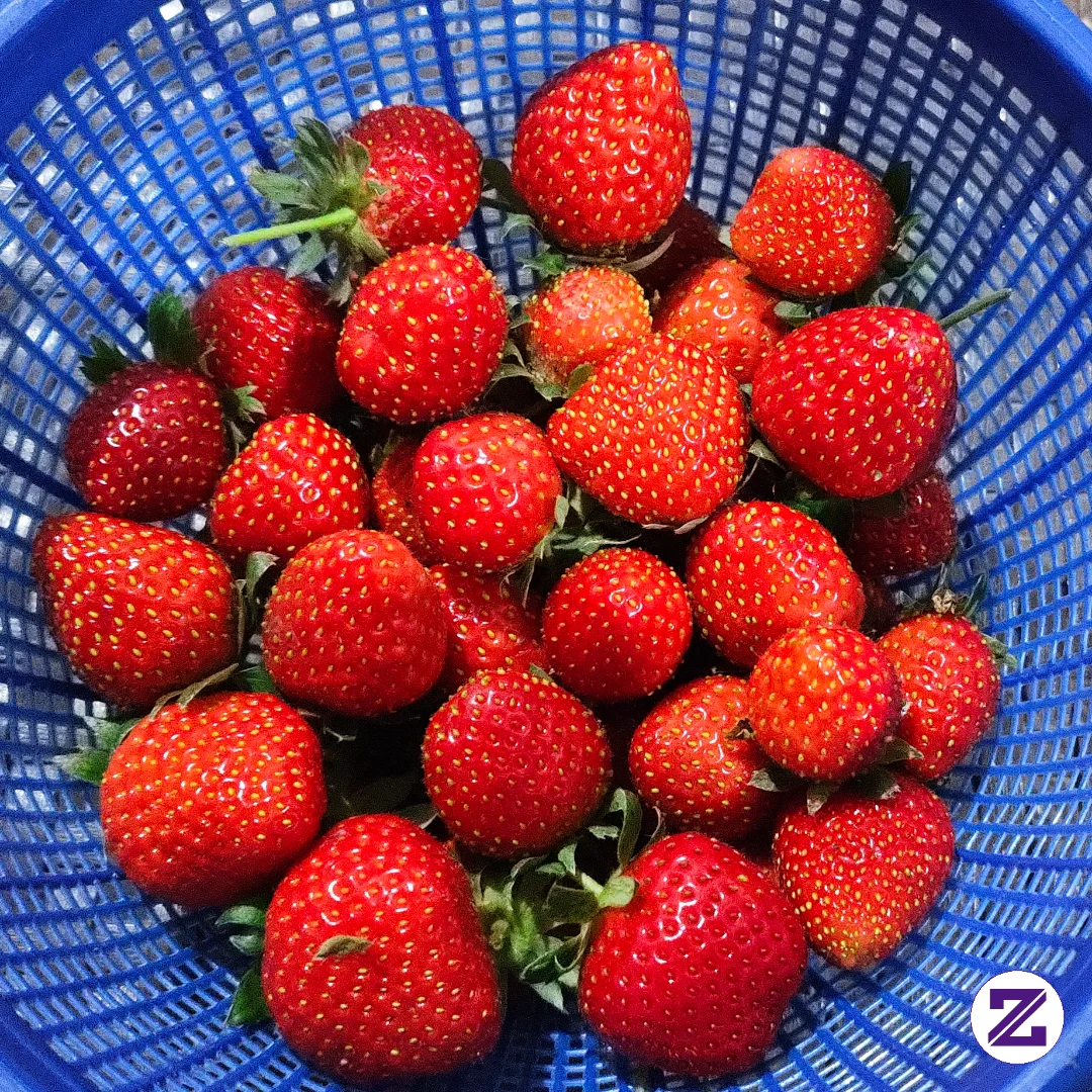 Strawberry Mencir Hasil Kebun Sendiri