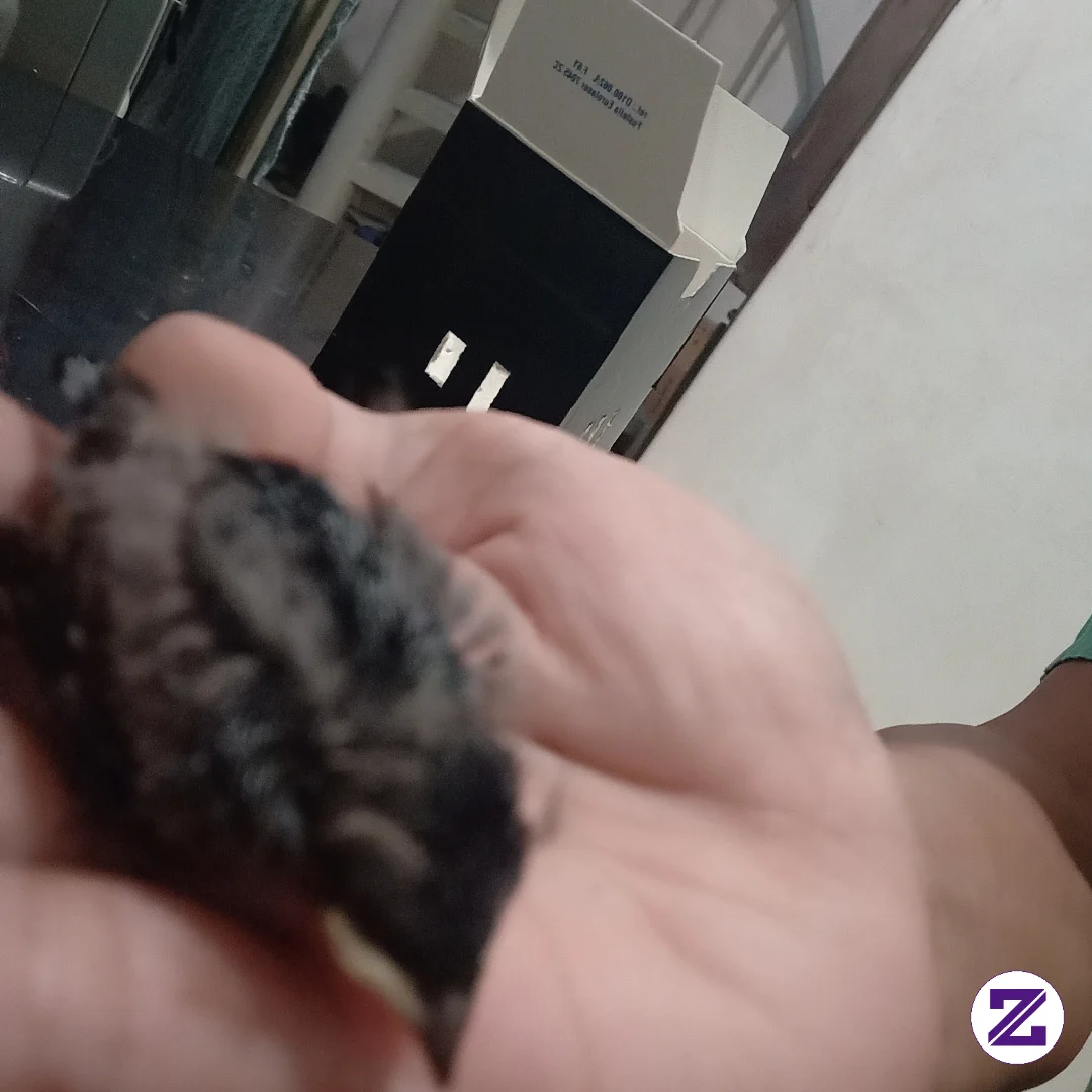 Burung Yg Malang Jtuh Dari Sarang
