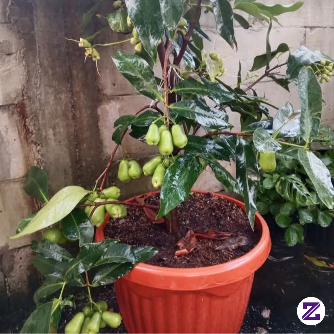 Tambulampot Jambu